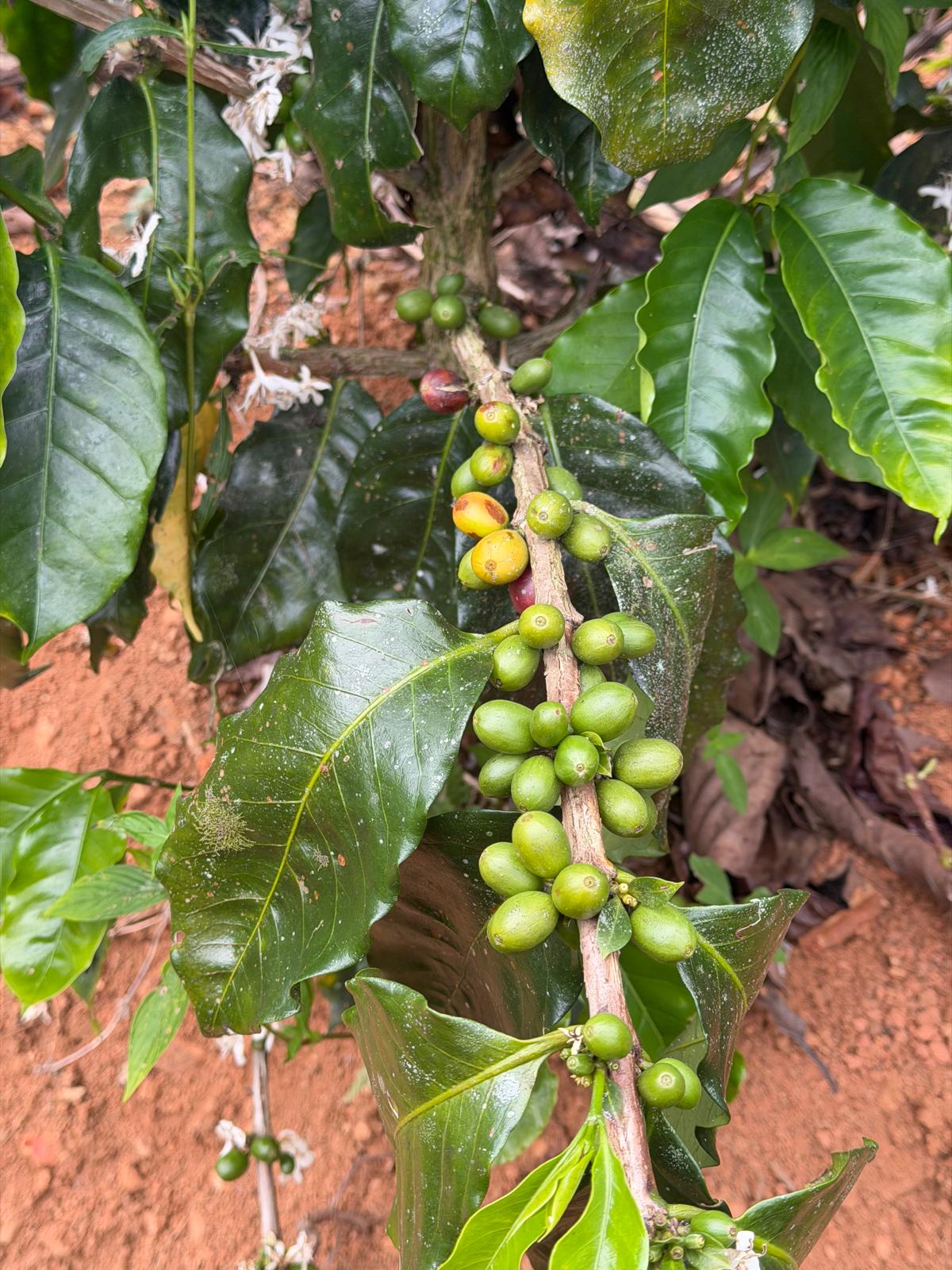 Ripening coffee cherries at Hacienda La Cascada